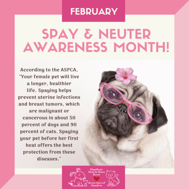 February is also Spay and Neuter Awareness Month Magnificent Mutts Rescue